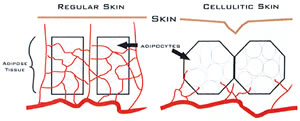 sudatonic_body_fat